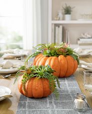 Pumpkin with succulent accents