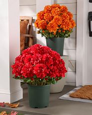 Red and orange dahlias on a porch